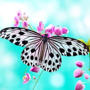 Meet your Posher, Eve